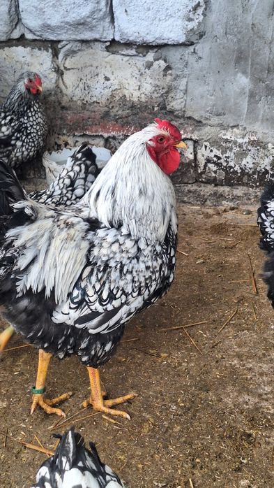 Oua pentru incubat si pui de o zi din rasele Wyandotte, Marans