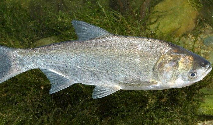 Tirik Baliqlar  Sazan tolstolobik amur pyostri v.h