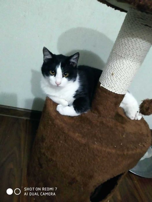 Ручные котята в дом