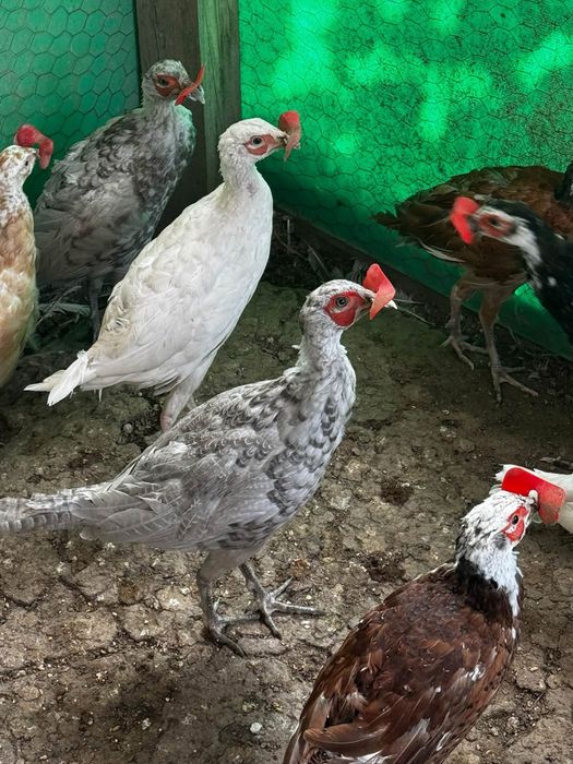 Fazani comuni ciocolatii/ rosii/ gri/albi