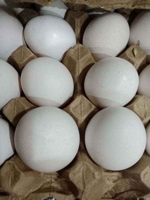 Домашние свежее яйца.