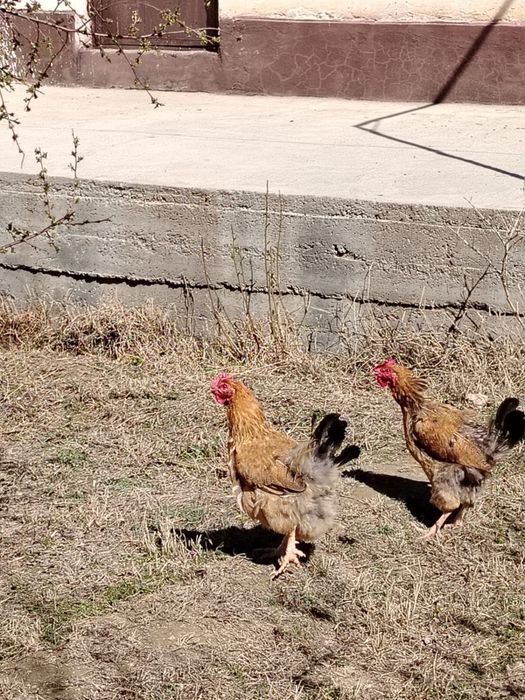 Тауық(тауык, куры)