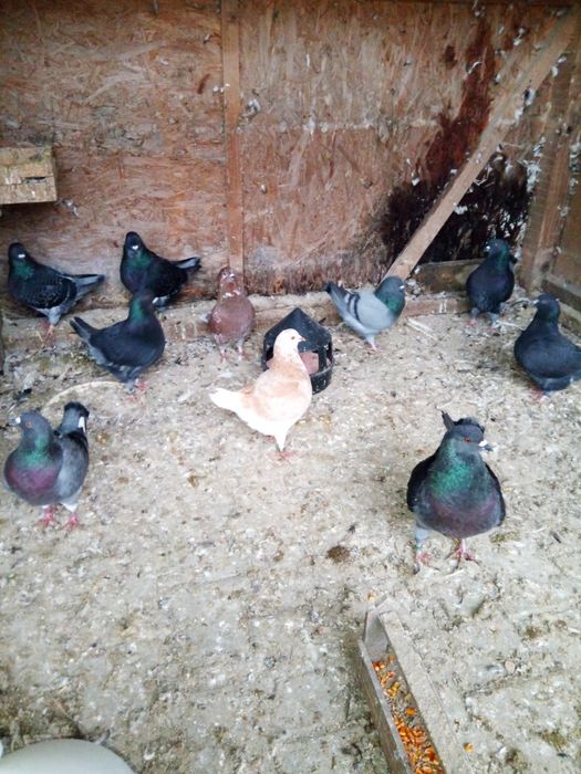 Desfintez crescătorie de porumbei