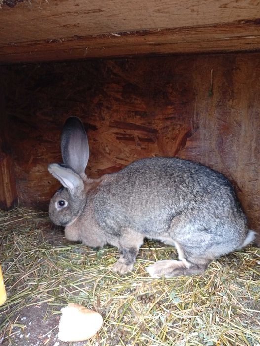 Vând  pereche de iepuri uriaș german
