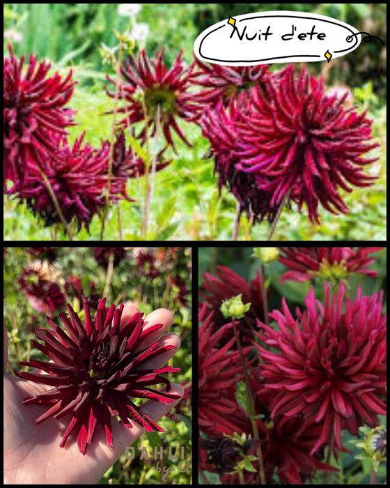 Dalii diferite soiuri