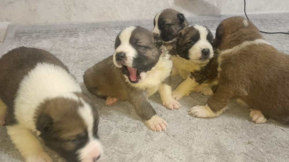 Продам щенков САО Алабай