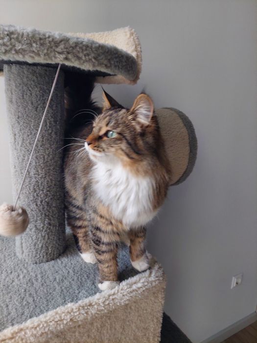 Котенок девочка Ташкент