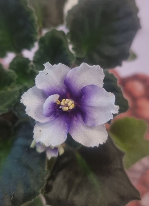 Фиалки детки  фиалки