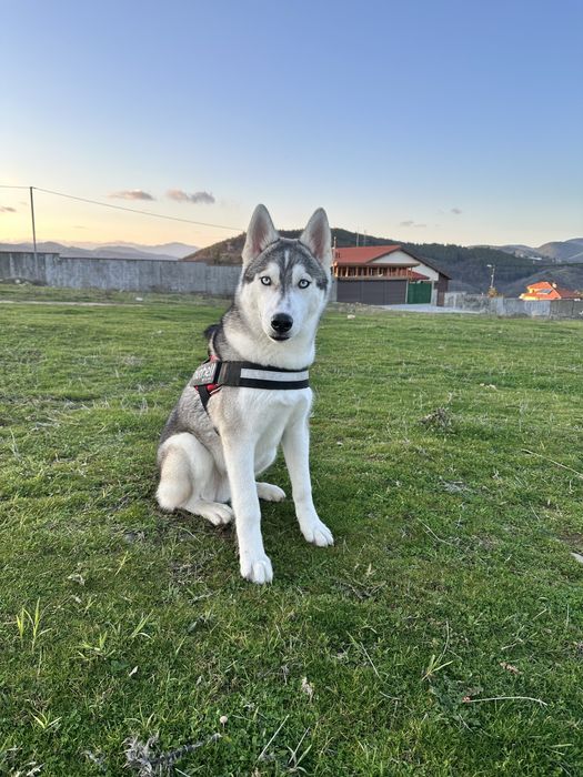 Сибирско Хъски мъжко