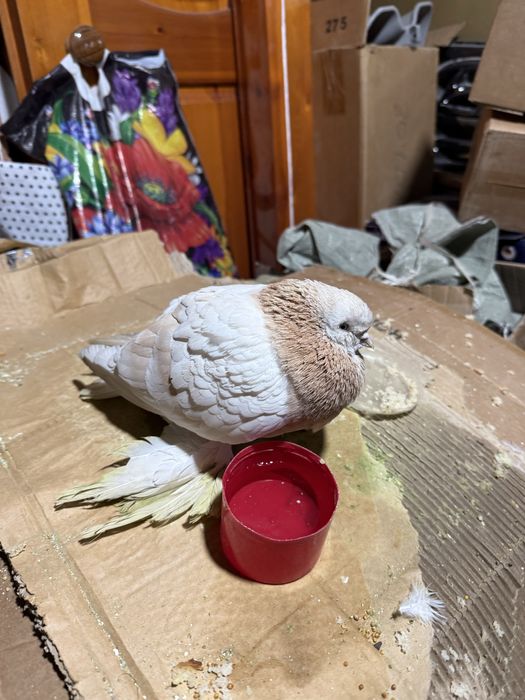 Кептер багасы 30 мын тенге