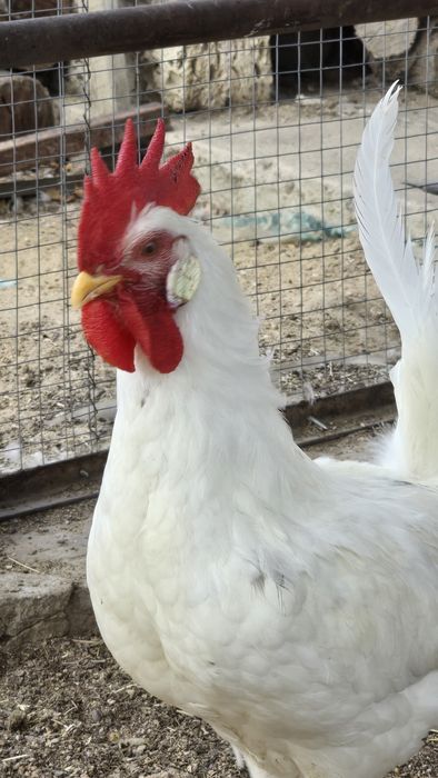 Продам петухов 5 мес., Адлер