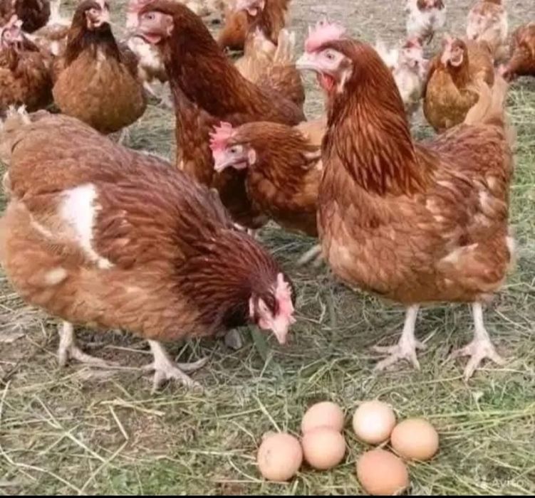 Gaini rosii outoare(livrare gratuita)