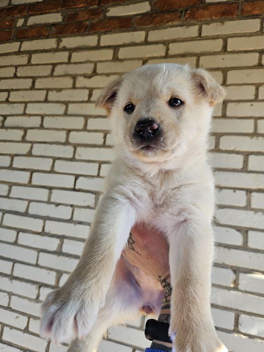 В хорошие руки щенки