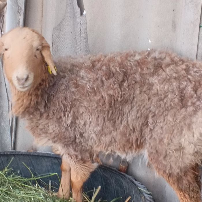 Продам баран приличный ярочка