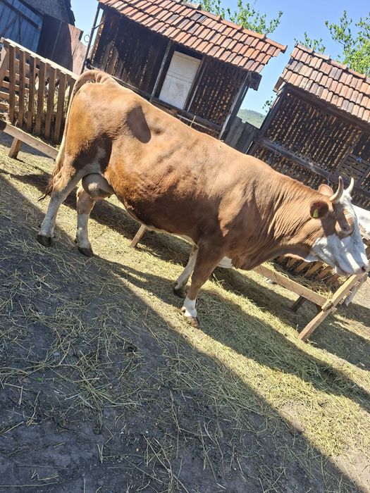 De vânzare vacii gestante