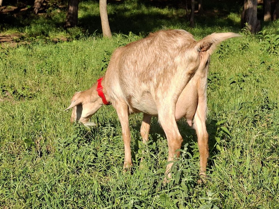 Capra de vanzare