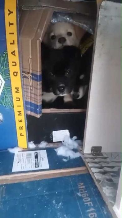 Ищем дом для малышей!