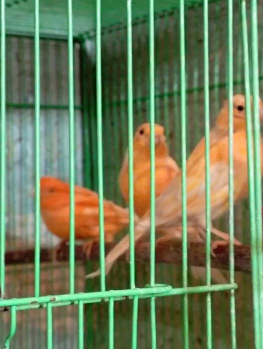 Молодые канарейки