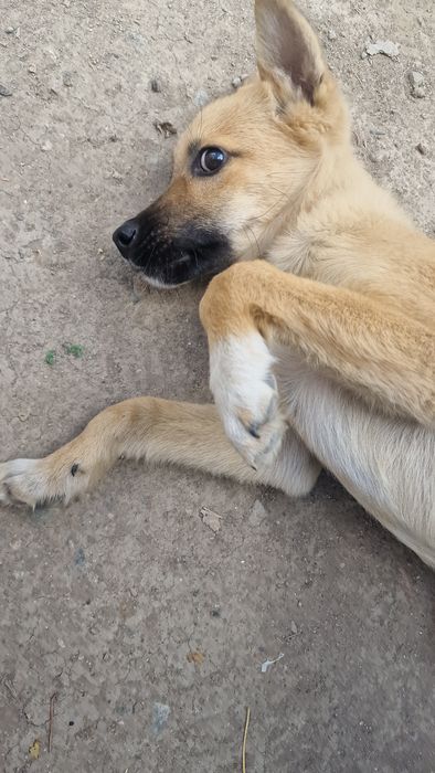 Отдам щенка сучка даром