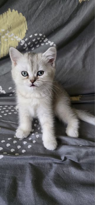 Mushuk sotiladi zoti shirshila 2 oyli boladi