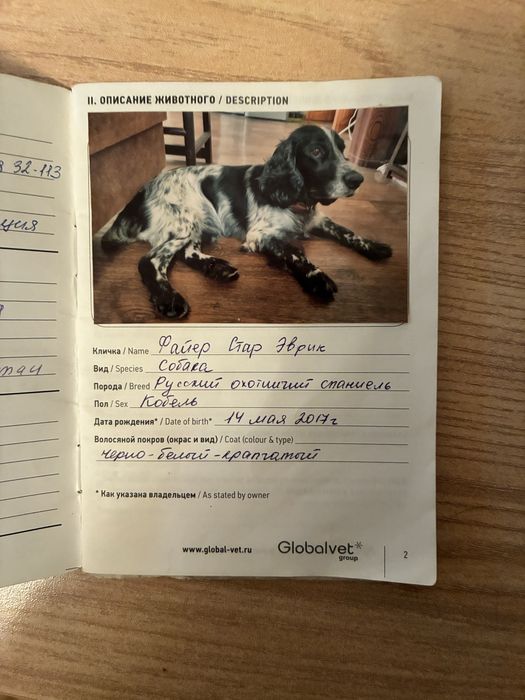 Русский спаниель кобель на вязку