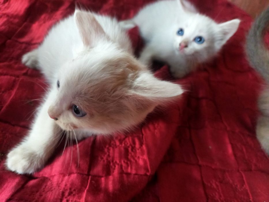 Милые котята ищут дом
