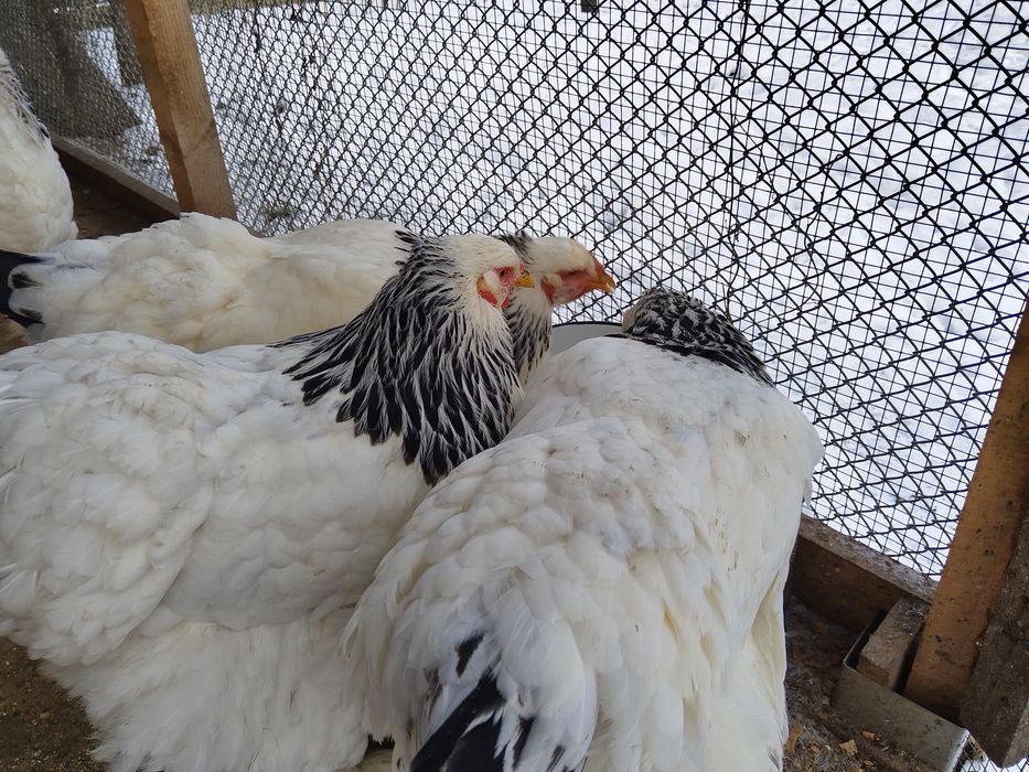 Oua incubat de la gaini Rasa Brahma HD