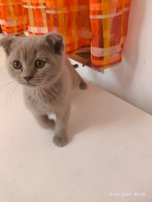 Продам котят британской породы