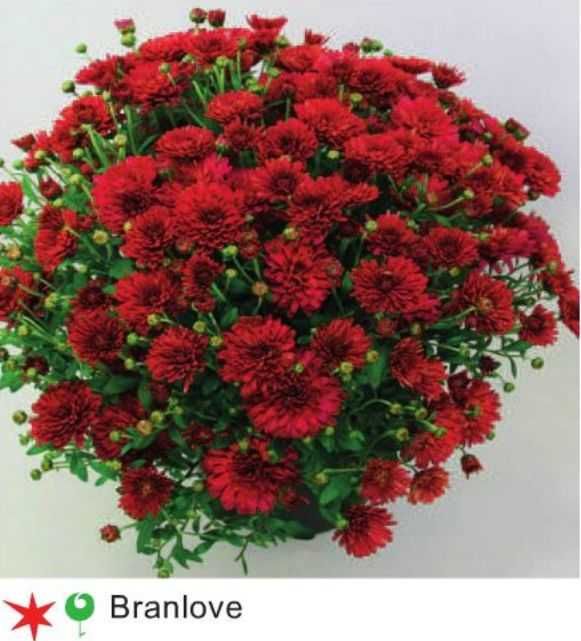 butasi crizanteme,rasad  50+25 gratis