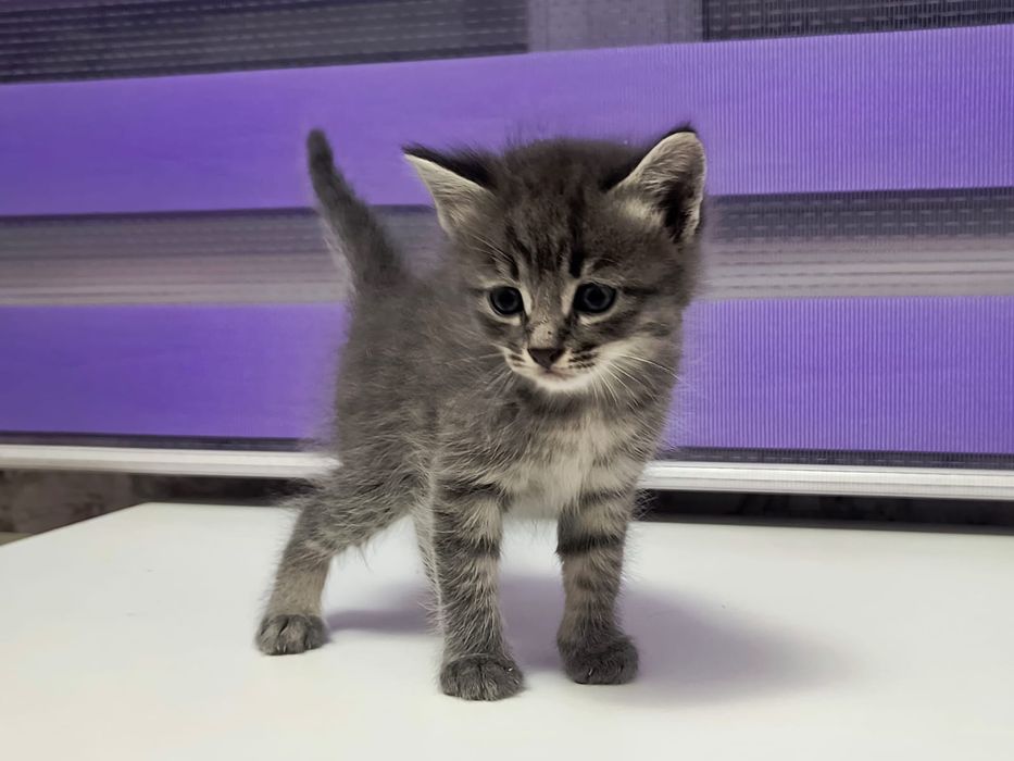 Котята домашние !!!