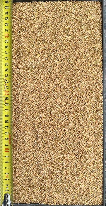 Mei galben, alb si rosu