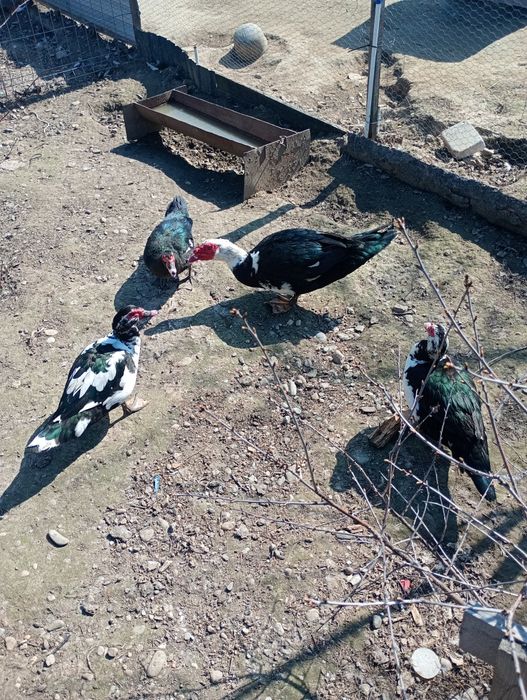 Familie rate mute 3+1