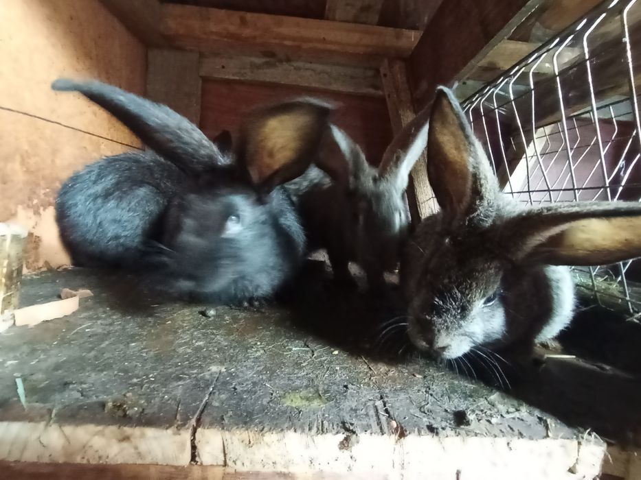 Кролики крольчата