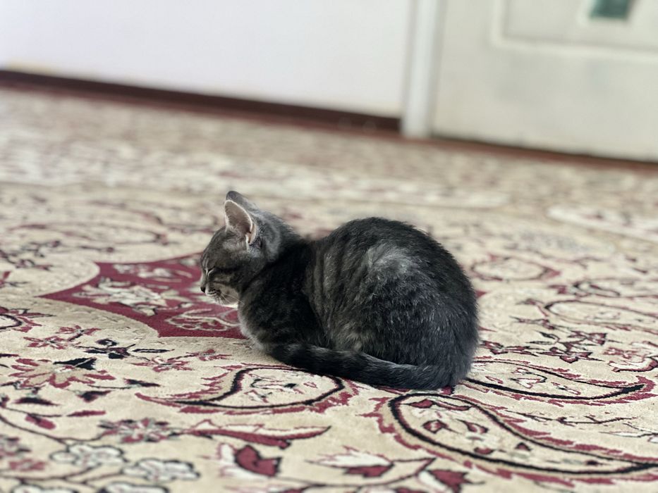 Даю бесплатно кота