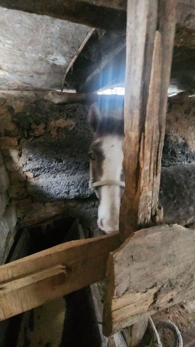 Кунан полторашка