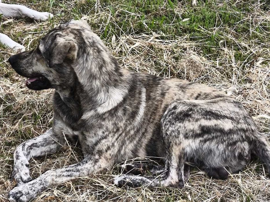ТАЙГЪР търси дом