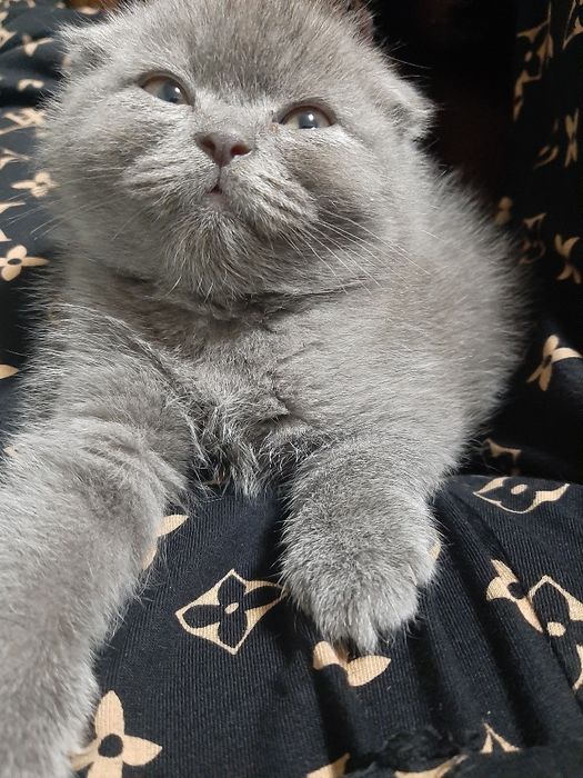 Ўғил 1 ярим ойли скоттиш фолд