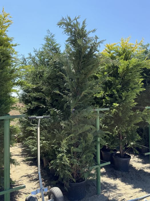 Vand leylandi verde natural calitate superioara