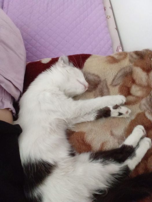 Пристраеваем котенка
