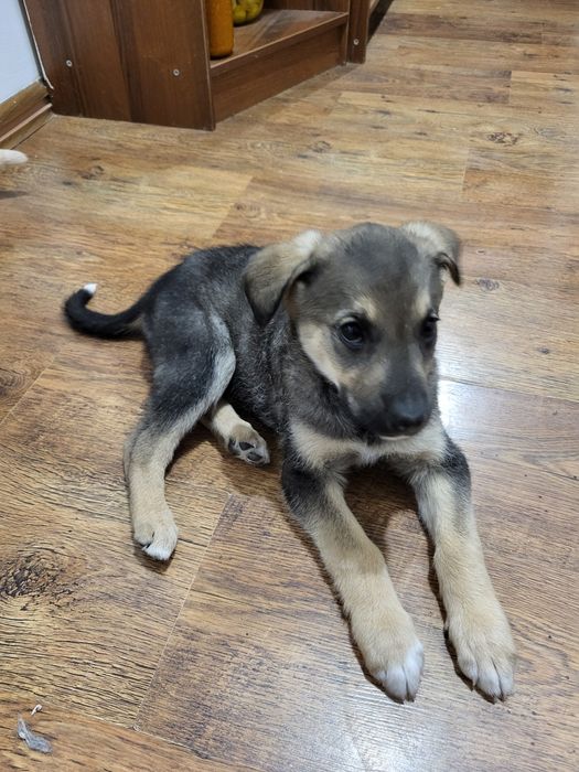 Щенок в добрые руки