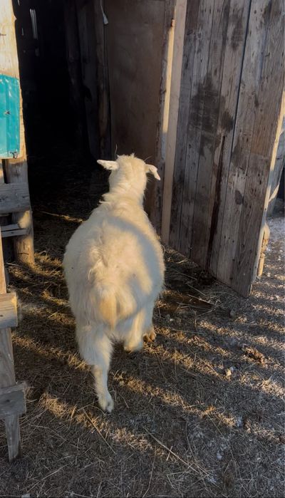 Ешкі сатылады ұрғашы