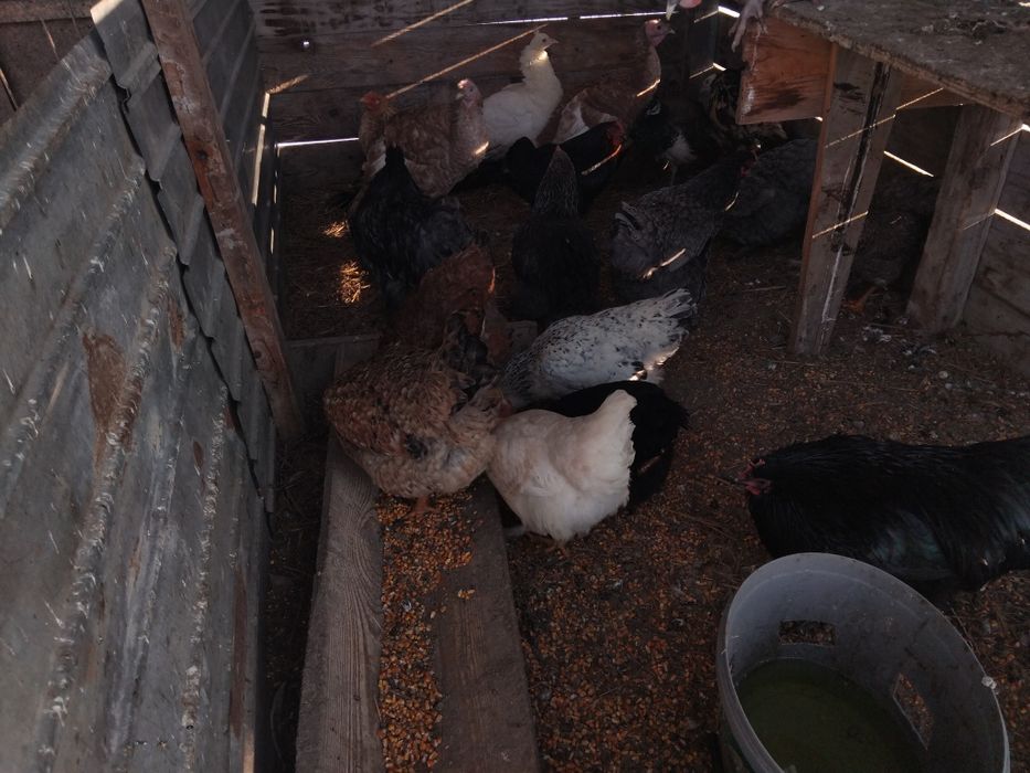 Gaini de tara de vanzare