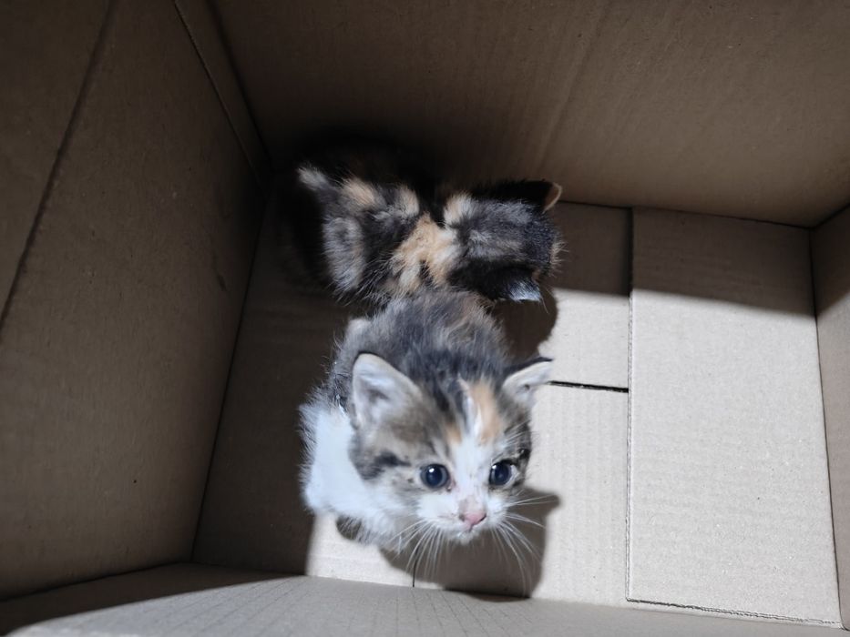 Котята бесплатно