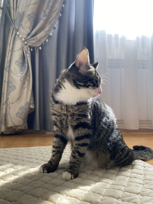 Потерялась кошка
