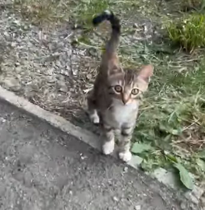 Отдам котенка, 3 мес.