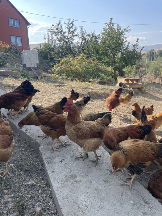 Продам кур кученских юбилейных