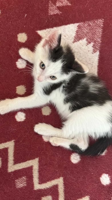 Котенок в любящие руки