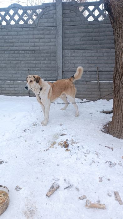 Қазақы төбет сатылады