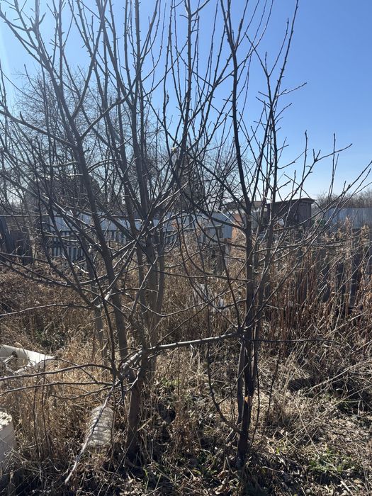 Дача с участком