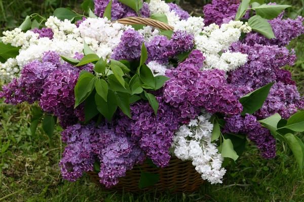 Свежая,душистая сирень.